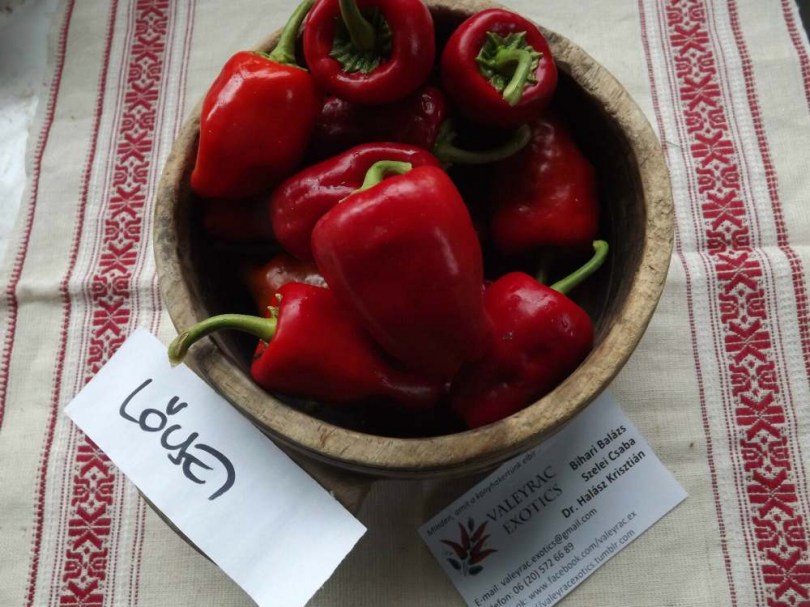 Lőcsei paprika - Csípős paprika ritkaságok az Egzotikus Növények Stúdiója kínálatában